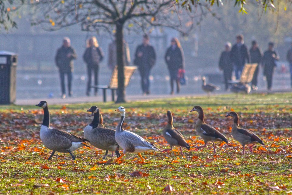 Modelli di comportamento (Regent's Park).jpg